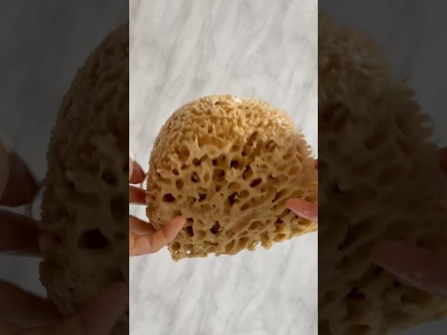 New XXL Natural Honeycomb Sea Sponge | by Jordan Benedict London