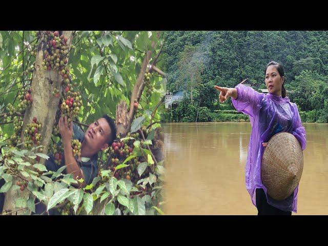 On rainy and stormy days, Ly goes to the market to sell figs to earn some extra money