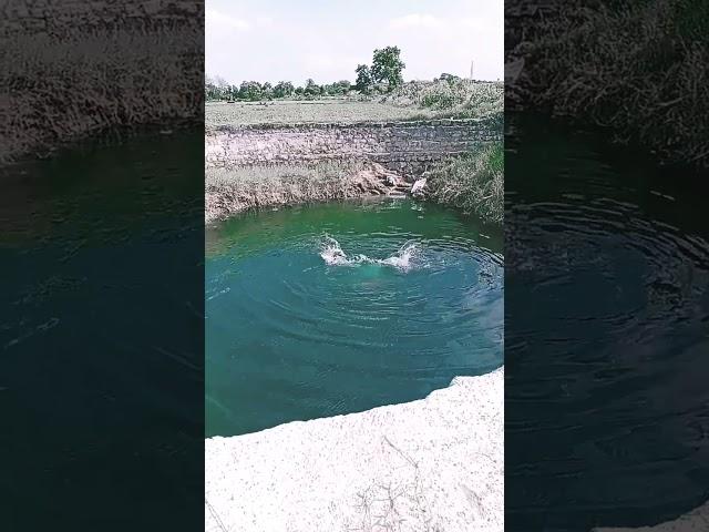 swimming my Village