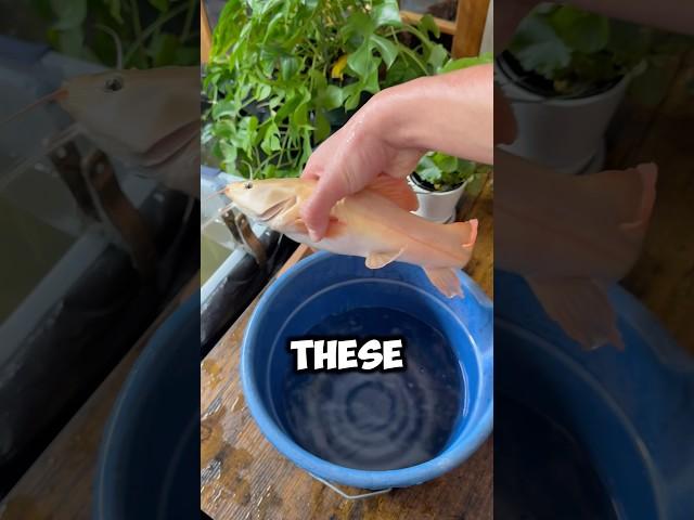 These giant fish got a brand new home!