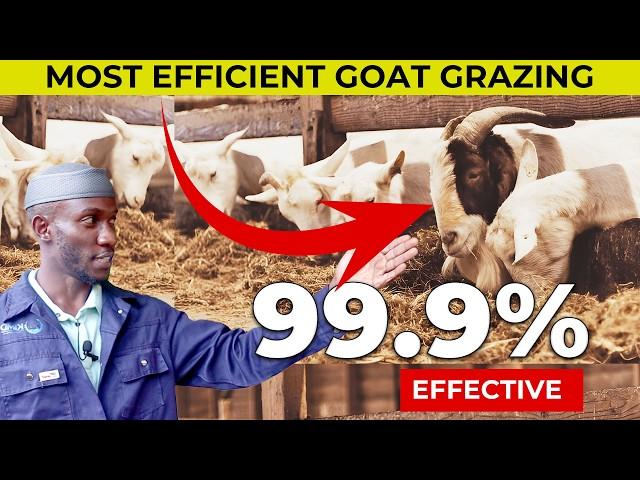 Which Goat Farming System Will Boost Your Profits? Zero Grazing vs. Free Range!