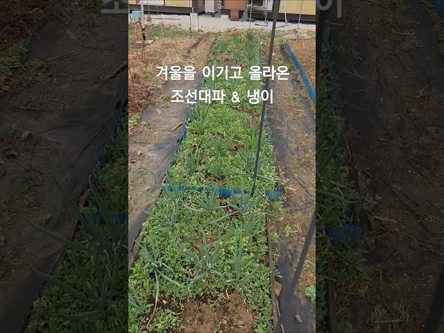 양평 농막 텃밭농사 -조선대파와 냉이의 겨울나기 기특합니다.