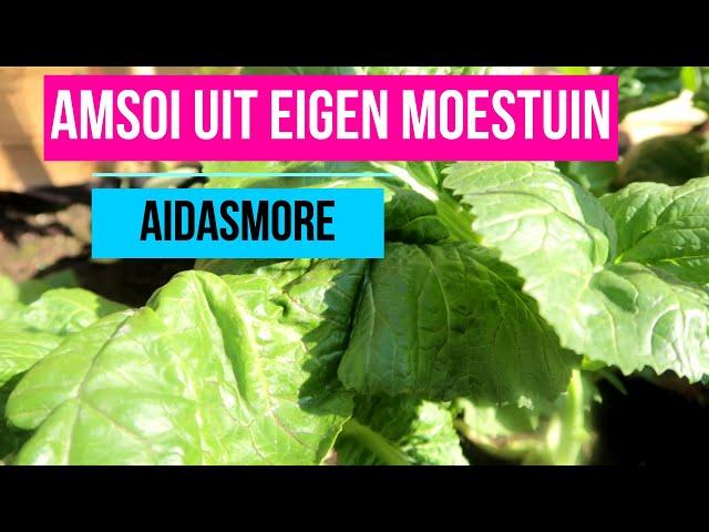 AMSOI UIT EIGEN MOESTUIN || WOKKEN #AIDASMORE #MOESTUINTJE