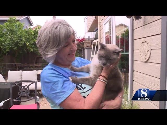 Salinas cat travels over 1,000 miles back home after being lost in Yellowstone