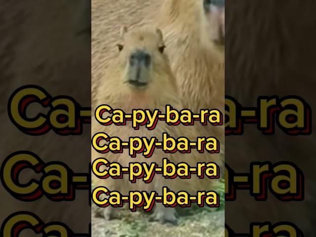 Nào all cùng hát " Capybara"#capybara #funny #viralvideo