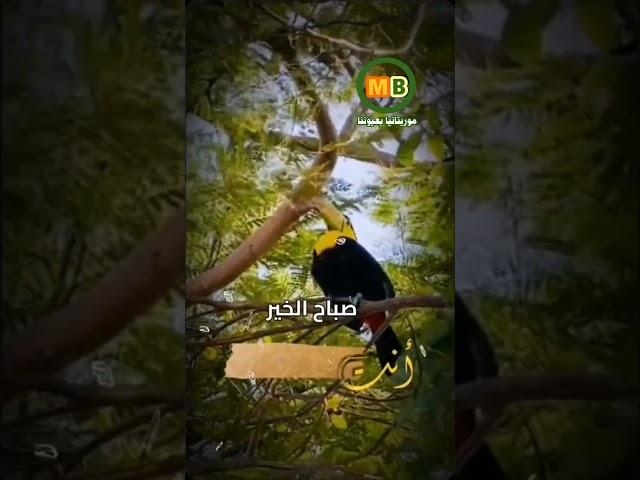 صباح الخير على متابعي قناة موريتانيا بعيوننا