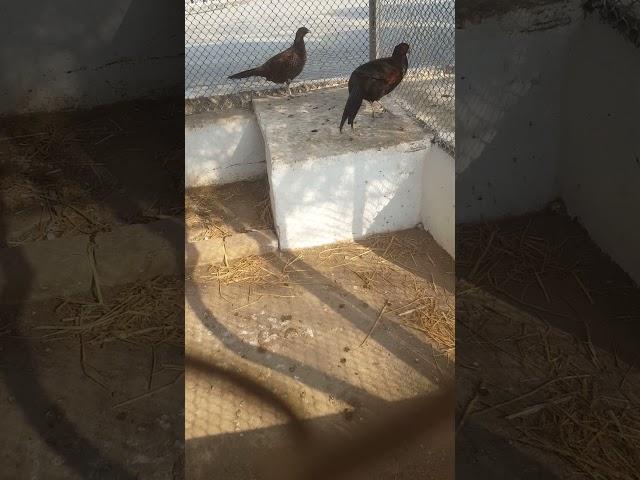 Pheasant bird #pheasants #pheasantfarm # #birds