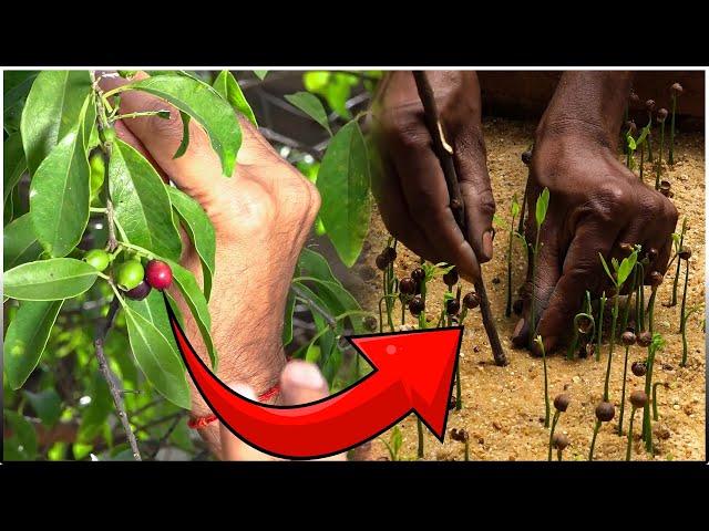 How to grow SANDALWOOD tree from SEED at Home