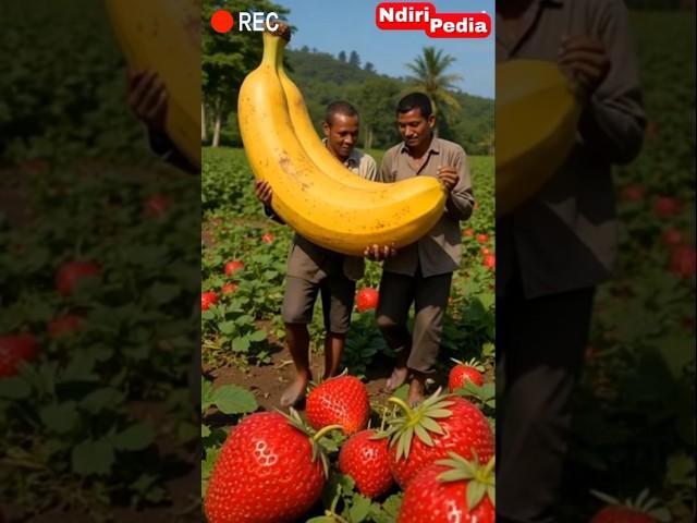 Giant Banana Harvest in Strawberry's Farm! #banana #strawberry
