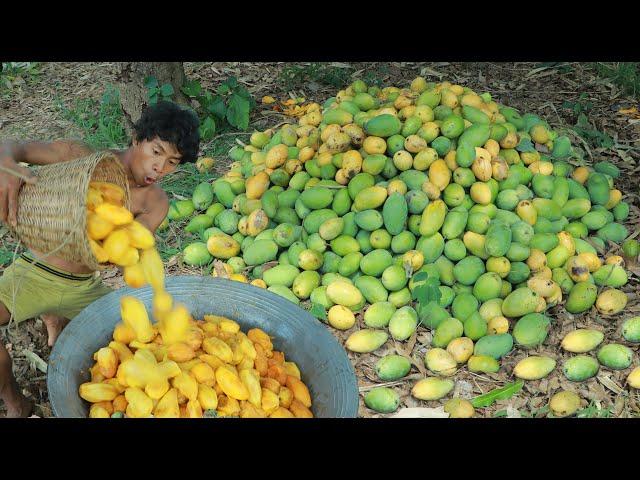 Life In Jungle Find Fruits are food - cooking Recipes Mango