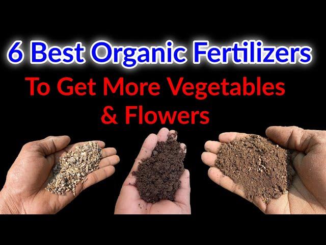 6 Organic Fertilizers For plants to get more Vegetables and flowers / organic Fertilizers