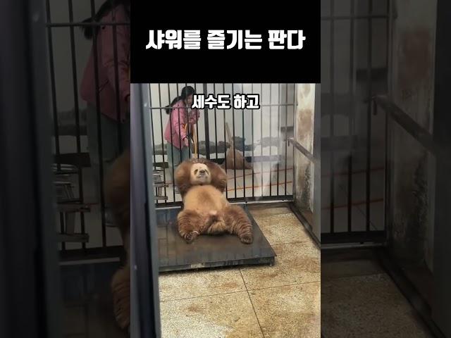 샤워를 즐기는 갈색 판다 치짜이