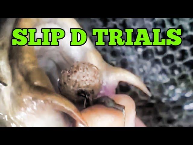 THE SLIP D TRIALS! MY NEW GO TO RIG | CARP FISHING 2024