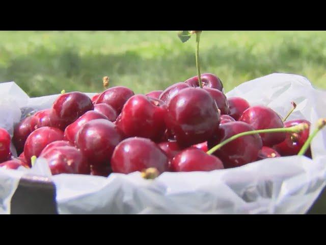 Cherry picking season is underway in Door County, Wisconsin