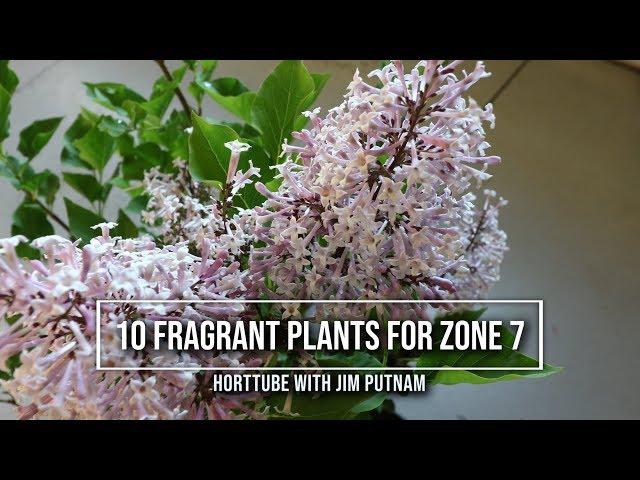 10 Fragrant Plants For Zone 7