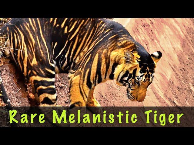 Rare Black Tiger of Nandankanan Zoo | And Other Big Cats | White Tiger | Bengal Tiger | Lion