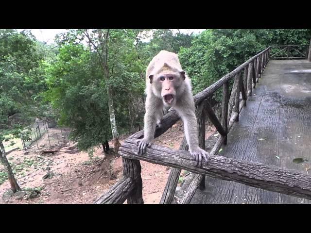 Monkey attack at open zoo