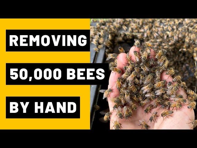 Removing 50,000 Bees from a Compost Bin by Hand