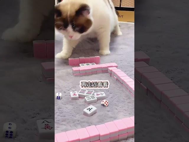 我怀疑他炸胡!欺负我不会玩!大家帮我看看#创作灵感 #成长力计划 #2021新春日记 #萌宠新春出道 #萌宠