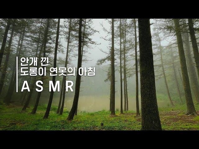 안개 낀 숲 속 도롱이연못의 아침 ASMRㅣ백색소음ㅣ힐링ㅣ자연의 소리