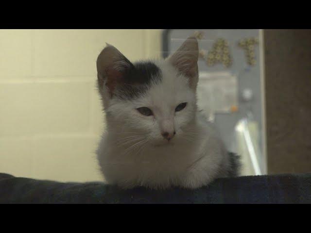 Front Street Animal Shelter offering free adoptions | Need to know