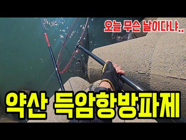 감성돔 개체수는 엄청나다! 약산 득암항방파제 [EP.1]