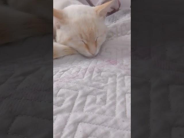 #снежик