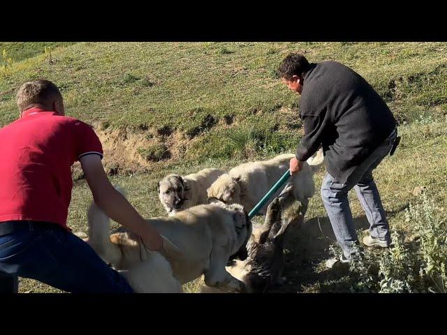 A WOLF ATTACKED A Flock OF SHEEP TWICE | LIVE RECORDING