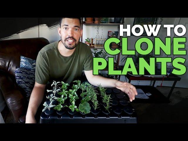 How to Clone Plants: Propagating in an Aeroponic System 101