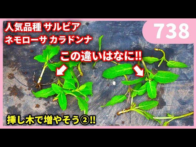 【超人気品種】サルビア カラドンナを増やすぞ！第１話 ｂｙ園芸チャンネル 738 園芸 ガーデニング 初心者