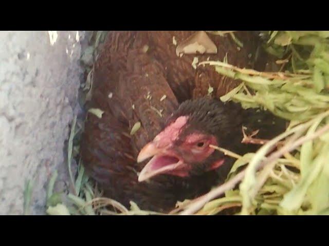 Our Queen Hen Became Broody | Hen | Broody Hen | Unique Pets World