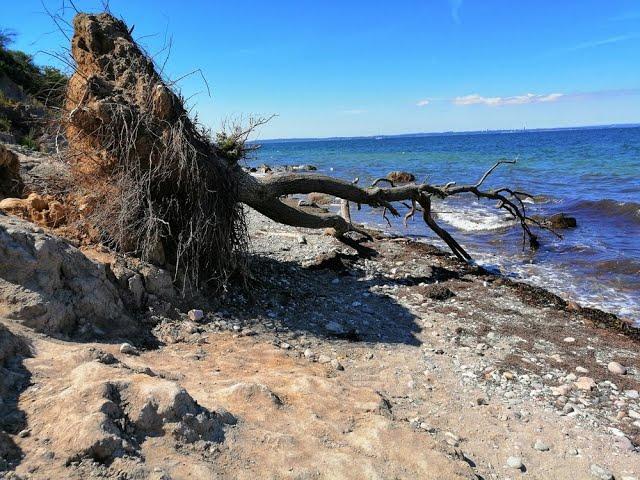 Steilküste Ostsee ~Ausflugstipp  Herrmannshöhe/Brodtener Steiluferweg