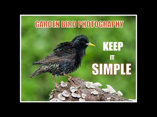 How To Photograph Birds In Your Garden (Beginner's Guide)