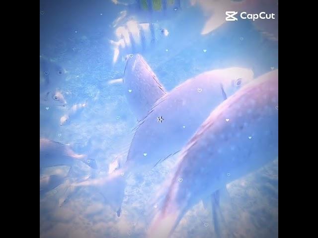 //ocean core//#komisan#ocean#capcut #edit#xd #Ola#core#cute#kawaii#bonito#parati