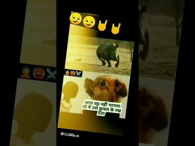 amazing dog  #comedy #shorts #funny #viral #youtubeshorts Somit Patel Videos