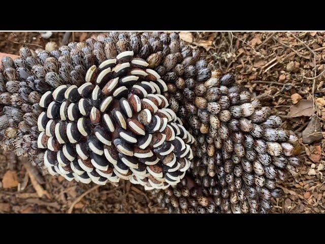 Collect the avocados and remove the seeds from your hand