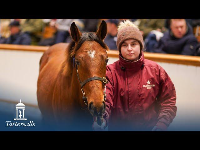 Tattersalls December Foal Sale Day 2 Review 2024