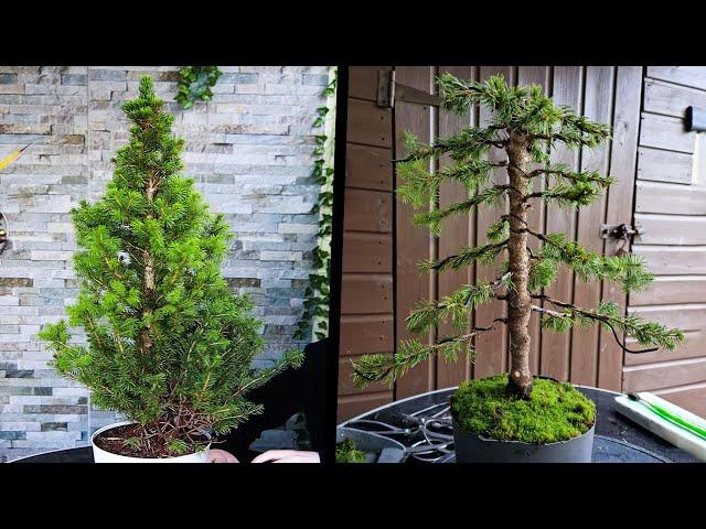 How to Bonsai a White Spruce Tree(Picea Glauca)