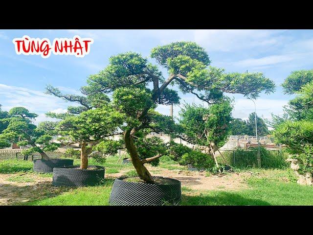 BÁO GIÁ Tùng Nhật Bản  SIÊU KHỦNG | BONSAI SÀI GÒN (7/6)