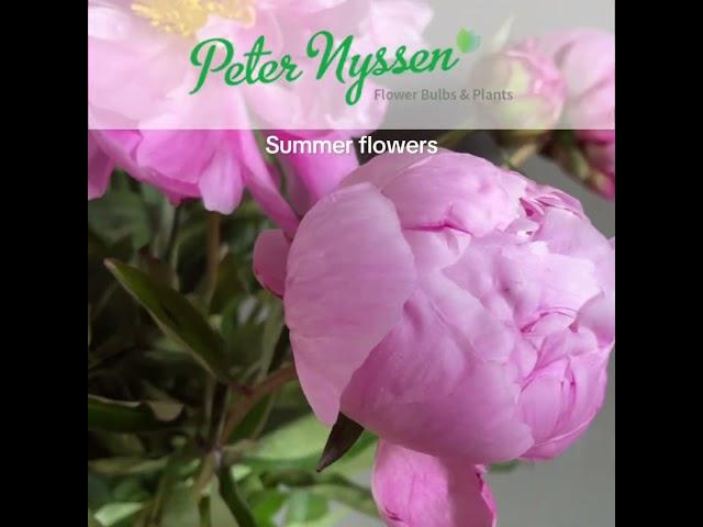 Peter Nyssen Summer Flowering Bulbs and Tubers. Order From December to May