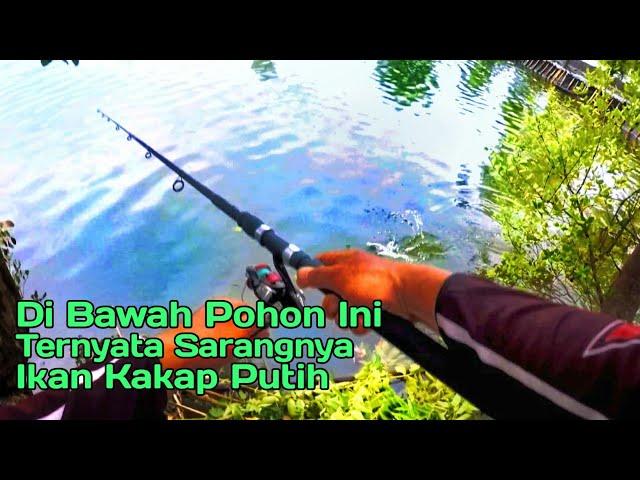 Gak Nyangka...!!! Di Bawah Pohon Ini Ternyata Sarang Ikan Kakap