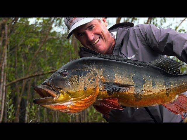 Amazon Peacock Bass - Jungle Fly Fishing with the Pinawaca by Todd Moen