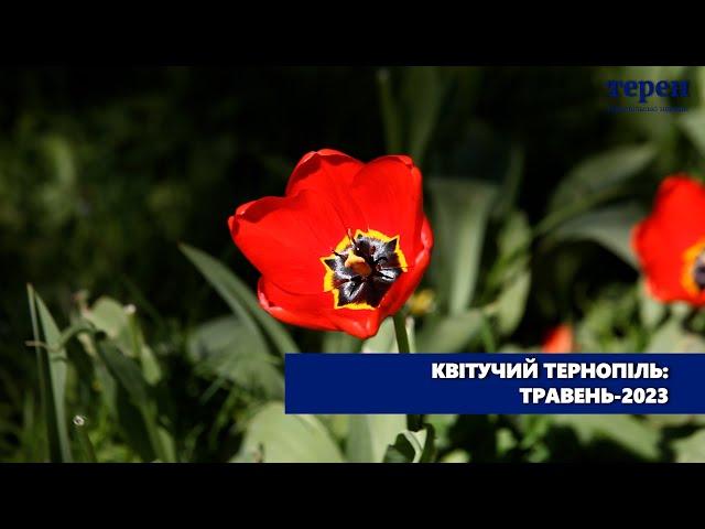 Квітучий Тернопіль, травень 2023