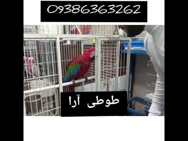 خرید فروش مشاوره طوطی مهندس مهدی فهامی 09386363262