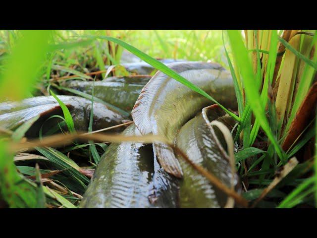 Very Lucky Fishing! Find & Catching a lot of Big Catfish & Snakehead Fish When Water Recede with Bro