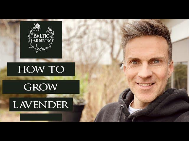 Planting lavender. How to plant lavender. Lavender in the garden. Baltic Gardening