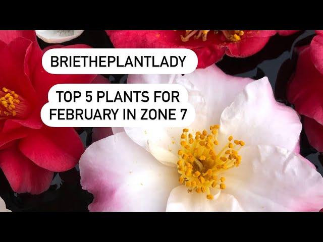 Top 5 plants for February in zone 7