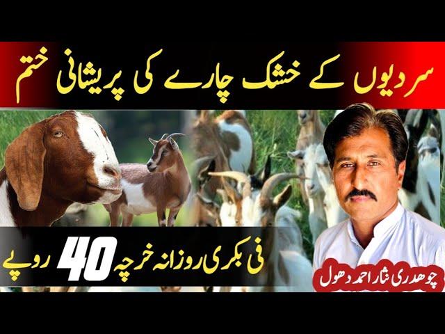 Low coast goat feed ||Dry fodder||Bakrion ki sasti khurak|| khushak chara || Goat farming