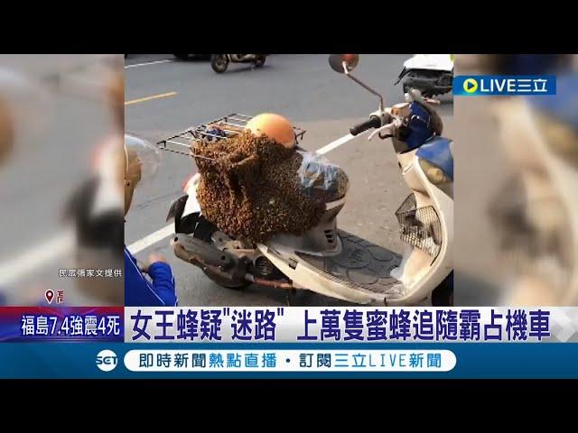 "女王蜂"迷航尷尬！ 上萬隻蜂群霸佔機車引民眾新奇圍觀搶拍車主苦笑"我會怕" 養蜂達人到場抓"迷路女王蜂"其他蜂也被收服｜記者 曾佳萱 林煜哲 連冠智｜【萌寵54來當家】20220317｜三立新聞台