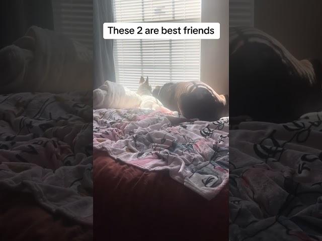 #littlelife #chocolatelabsoftok